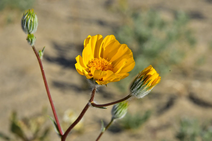 Hairy Desertsunflower has showy large heads of gold yellow flowers, either solitary or in multiple clusters. Geraea canescens